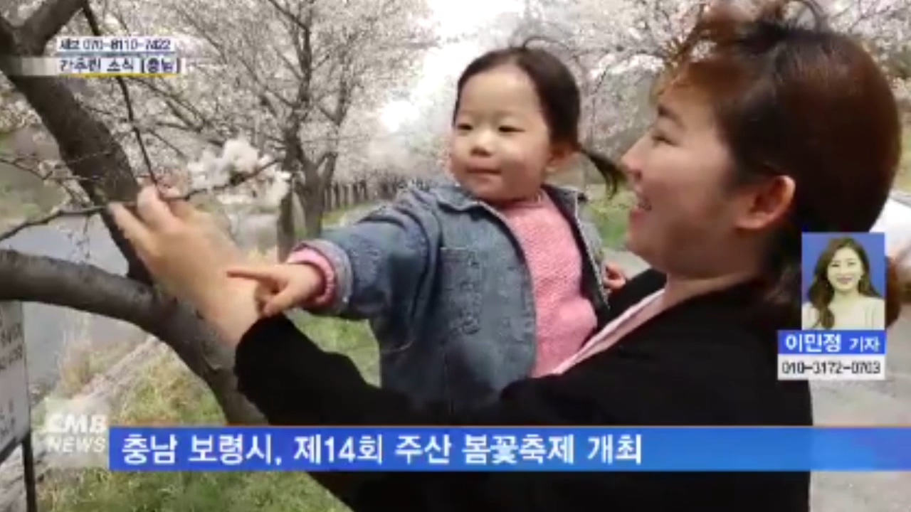 [0412 cmb 대전방송]보령시 제14회 주산 봄꽃축제 개최